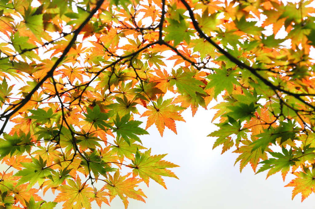 小さい秋発見　－雲場池－