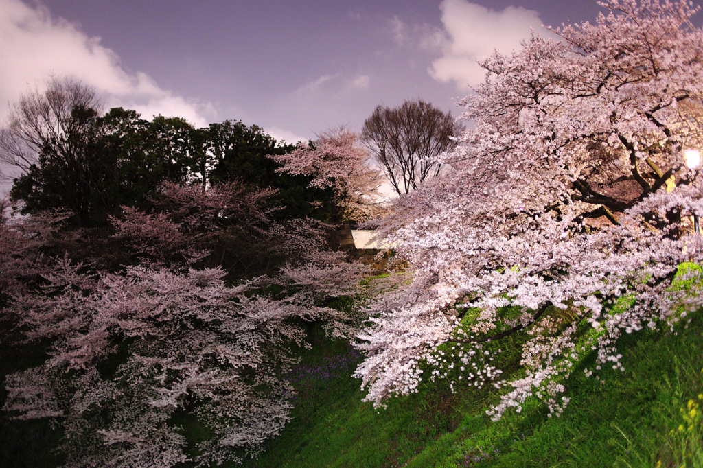 夜の桜《千鳥ヶ淵》