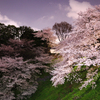 夜の桜《千鳥ヶ淵》