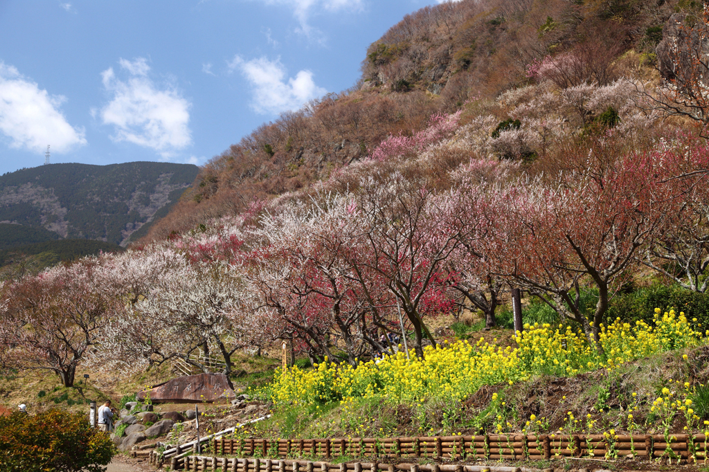 湯河原梅林