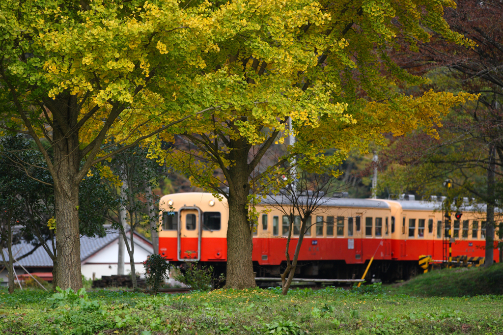 秋色の電車