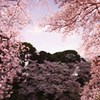 夜桜　～桜の額縁～