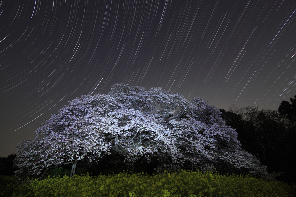 闇に浮かぶ桜星