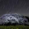 闇に浮かぶ桜星