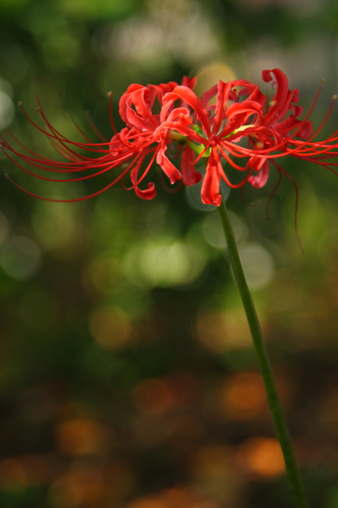 曼珠沙華開花