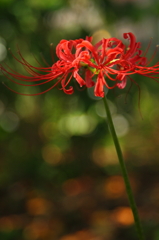 曼珠沙華開花