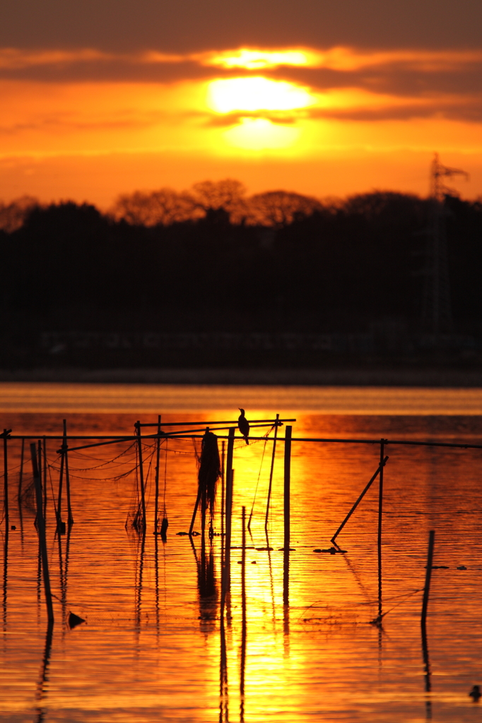 光の鳥　－印旛沼－