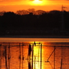 光の鳥　－印旛沼－