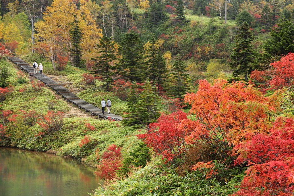 紅葉の散歩道