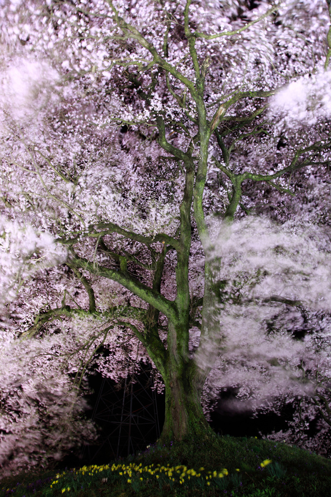 わに塚の桜　～第4章　乱～