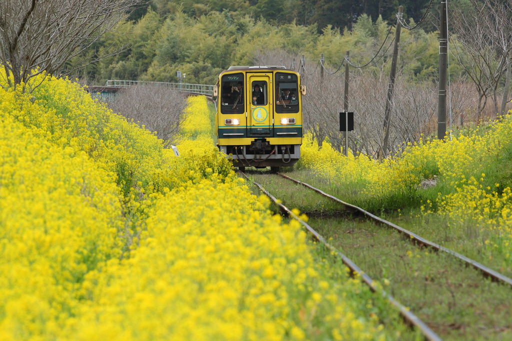 菜の花鉄道