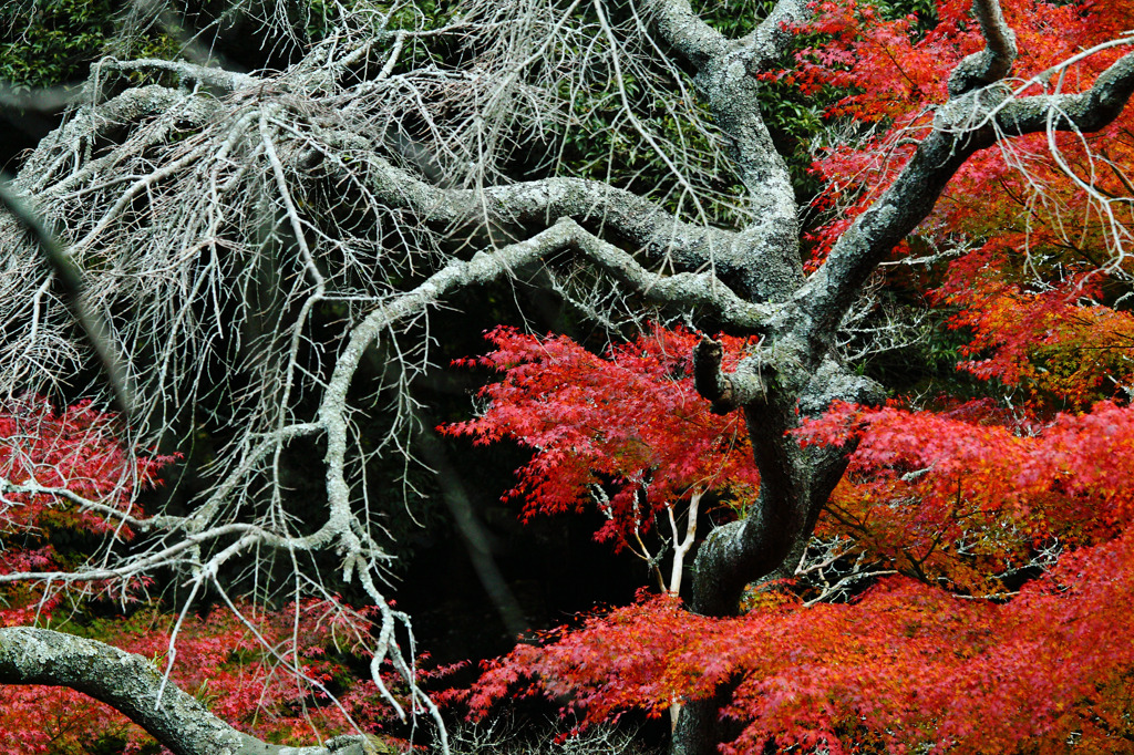 古木と紅葉