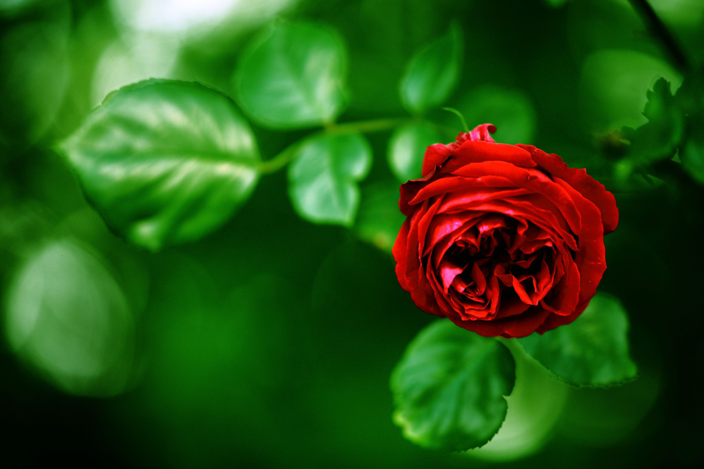 薔薇で色遊び