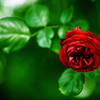 薔薇で色遊び