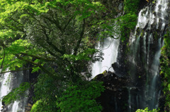 白糸の滝　木漏れ日差す