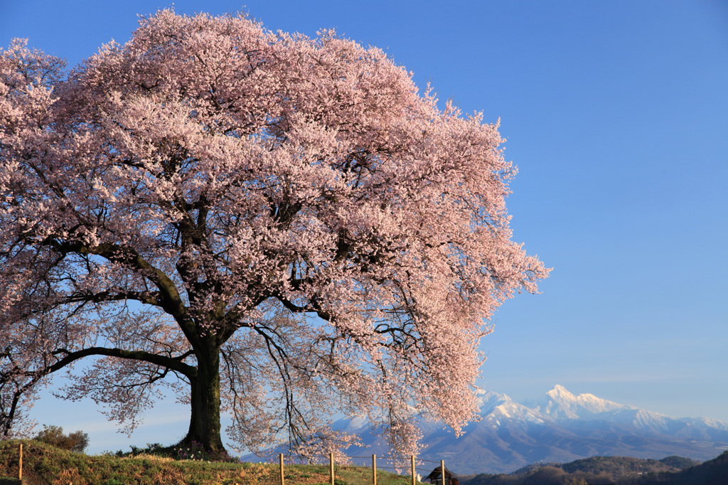 わに塚の桜　～第1章　生～