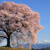 わに塚の桜　～第1章　生～