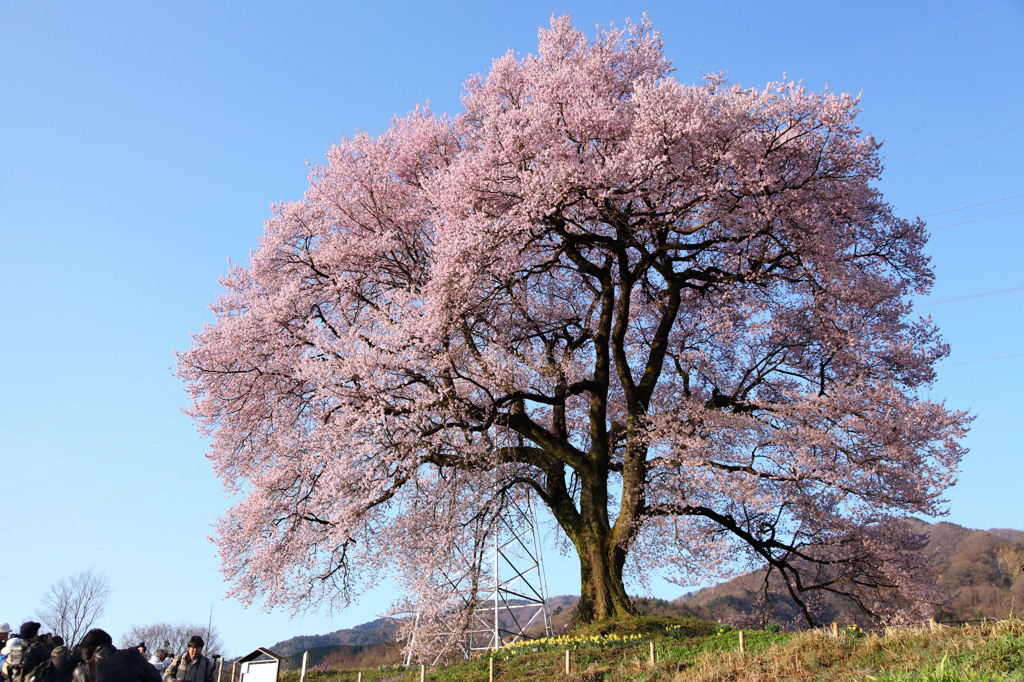 わに塚の桜　～第2章　愛～