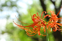 緑風と曼珠沙華