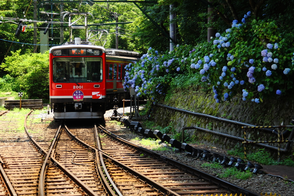 …ajisai train …