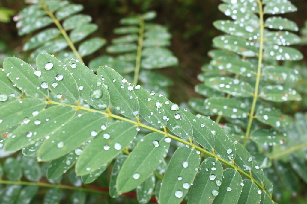 雨上がり