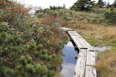 八甲田上毛無岱