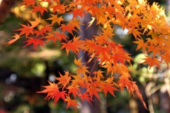 京都東福寺紅葉