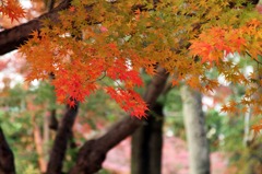 京都東福寺紅葉