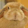 うさぎ