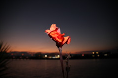夕焼けの華