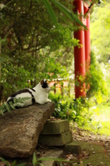 鳥居+猫（伏見稲荷）