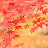 まっかっか