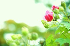 IMG_6605