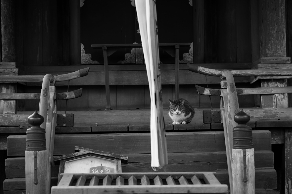 猫　～ギャラリ～