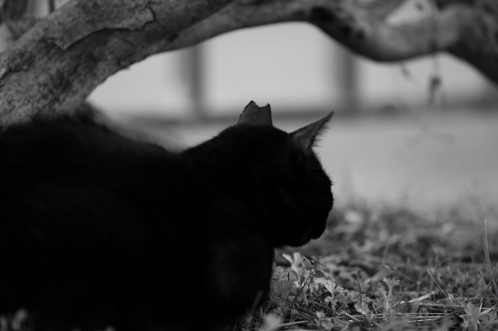 猫　～ギャラリ～