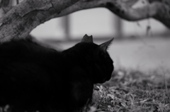 猫　～ギャラリ～