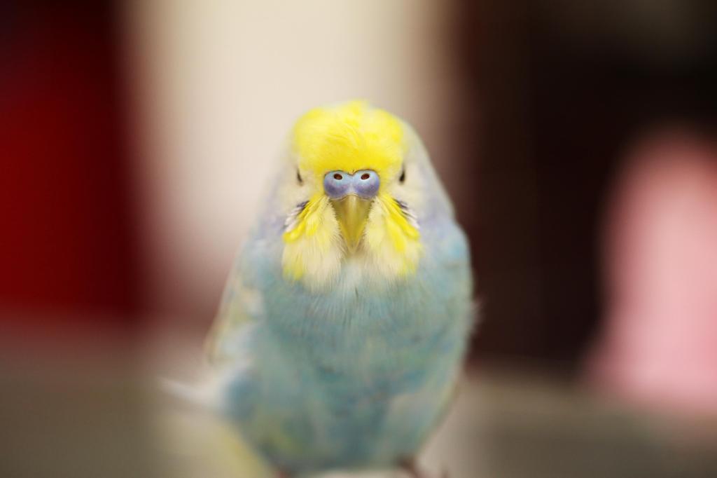 目線の先はカメラ（インコ）