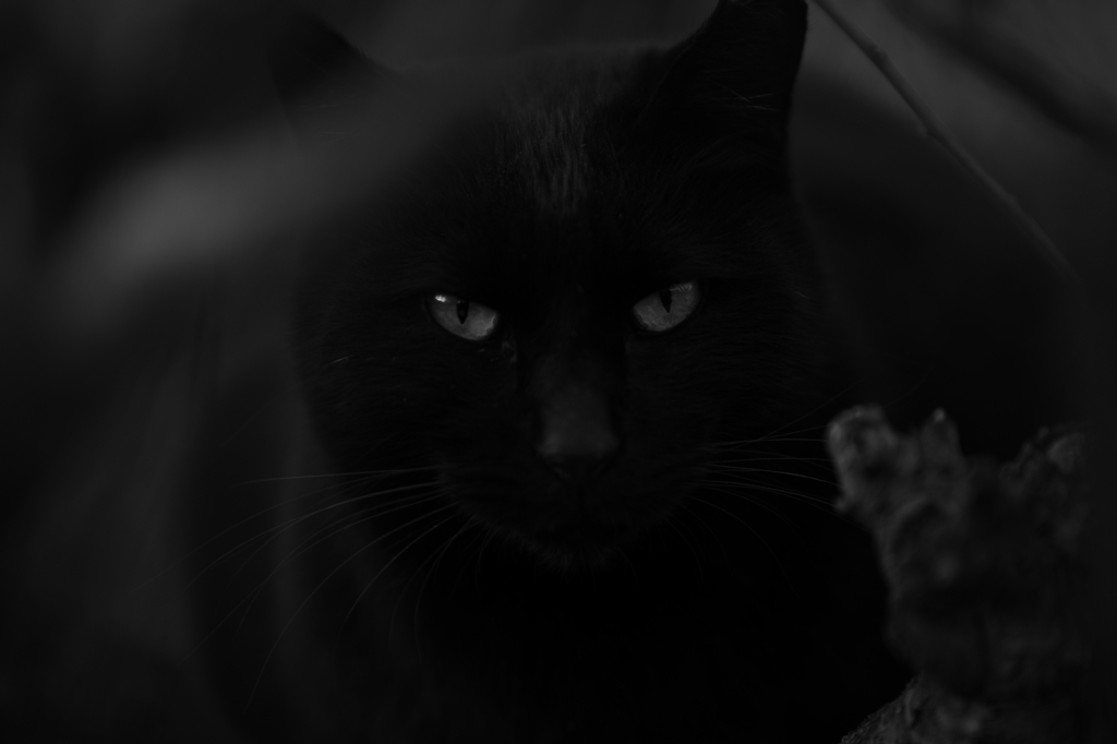 猫　～ギャラリ～