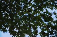 IMG_6590