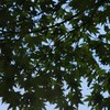 IMG_6590
