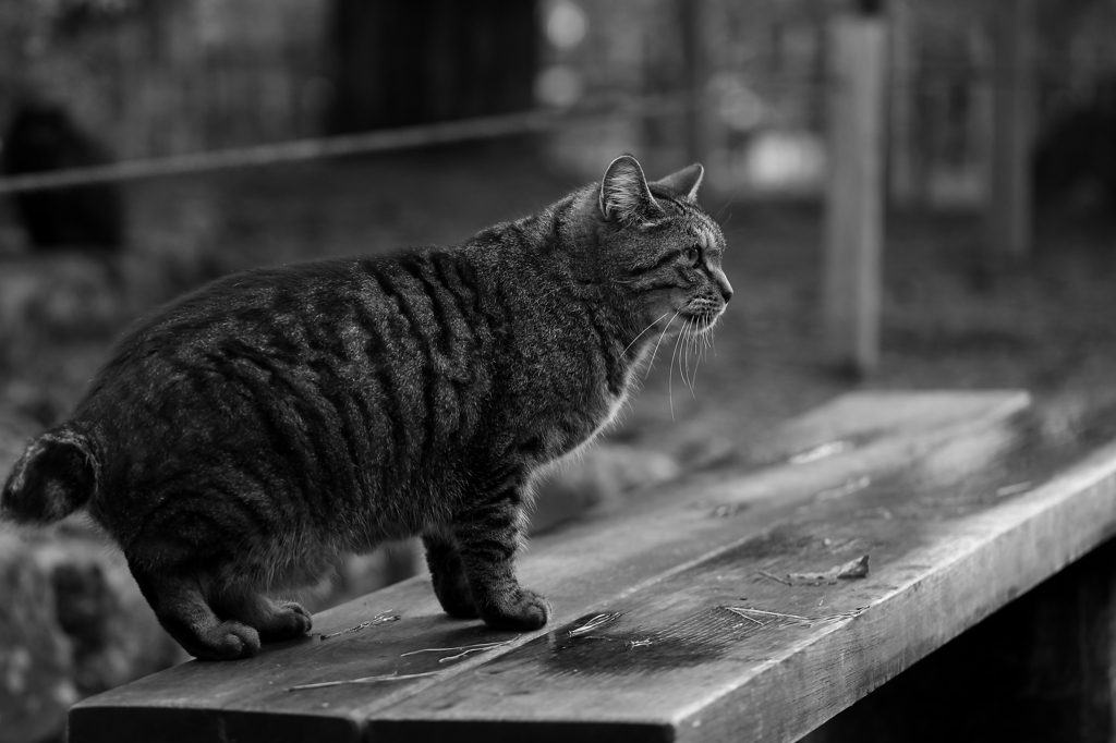 猫　～ギャラリ～