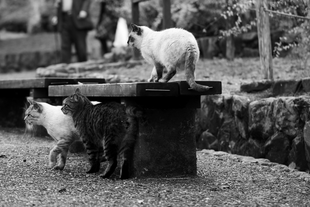 猫　～ギャラリ～