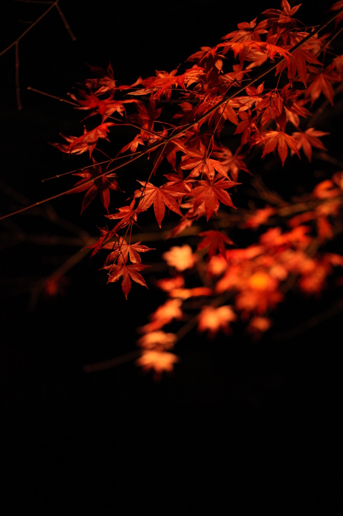 紅く光る影