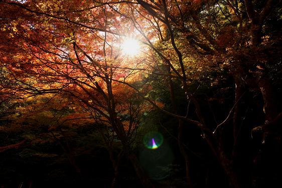 箕面紅葉