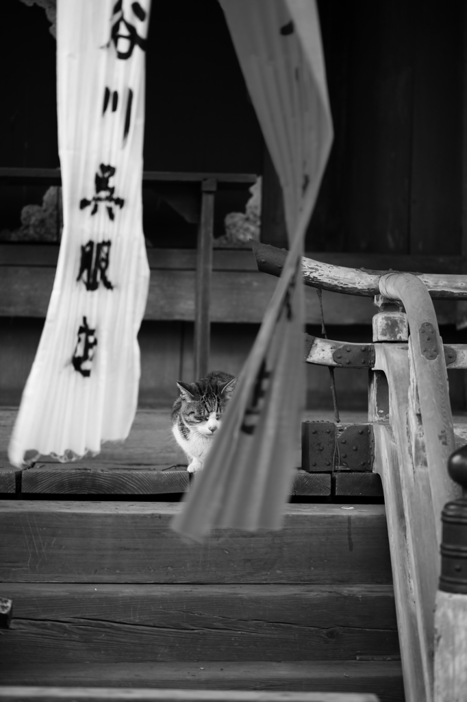 猫　～ギャラリ～