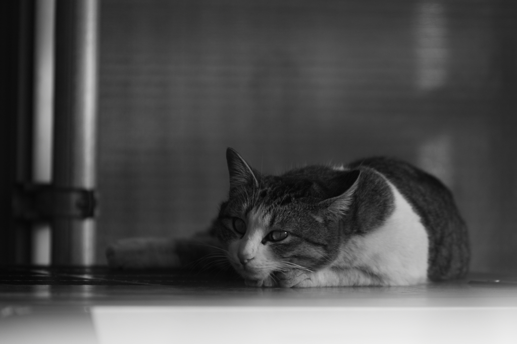猫　～ギャラリ～