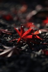 自然のライトに照らされて