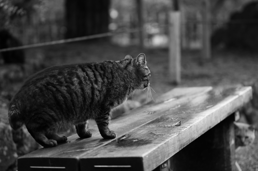 猫　～ギャラリ～