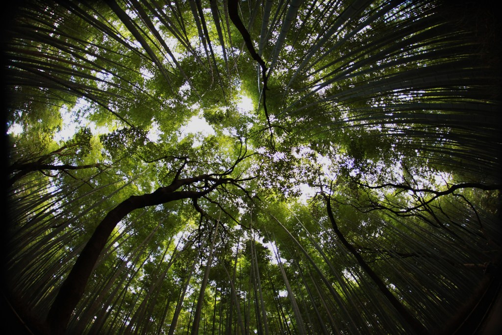 竹林（嵐山）