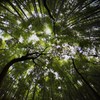 竹林（嵐山）